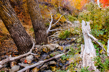 Fototapeta na wymiar Forrest stream in the fall