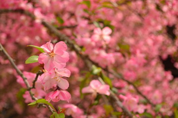 Pink Sakura Flowers in Spring Season