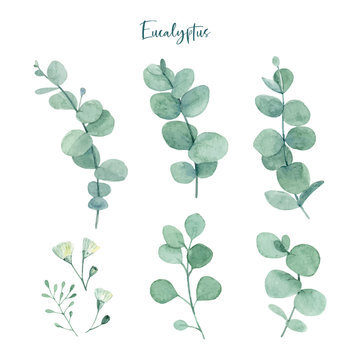 Watercolor Hand Painted Green Eucalyptus Leaves Elements