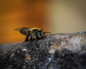 Abeja 