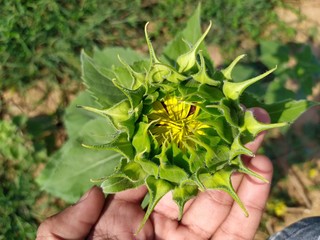 flower in hand