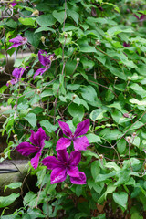 Fototapeta na wymiar clematis flowers in the garden