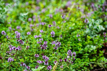 blooming thyme closeup, nature background