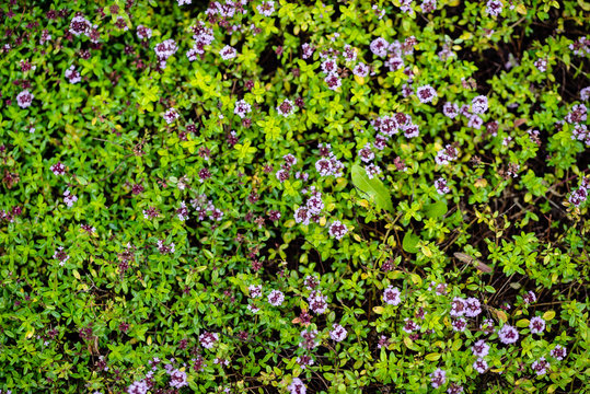 blooming thyme closeup, nature background