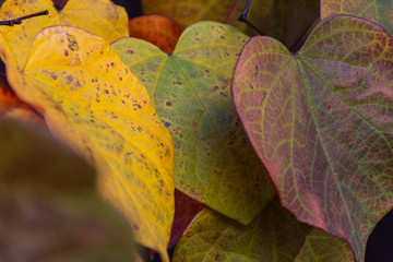 Close up of autumn leaves of yellow, green, and red