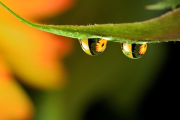 Gentle reflection on the water droplets macro photo