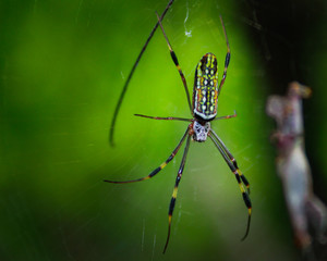 Araña grande en telaraña