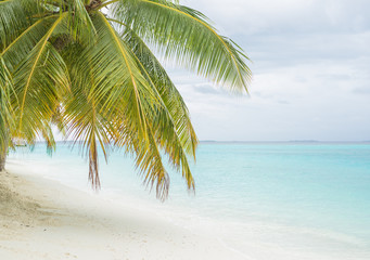 Fototapeta na wymiar Palm tree on the beach and beautiful ocean on the background 