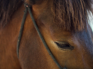 Closed up the eye of brown horse