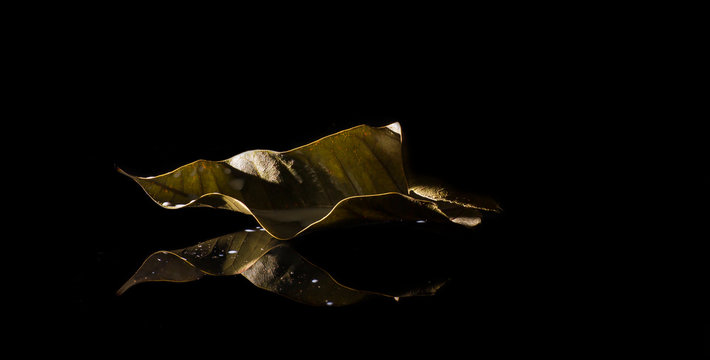 The Dry Brown Leaves Have White Stains On The Black Glass Surface, Sparkling And Reflecting Light.