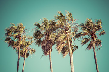 palm tree ,vintage color.