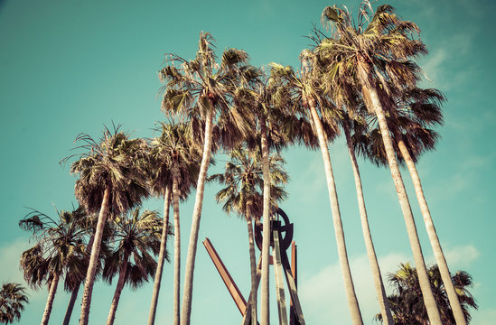 palm tree ,vintage color.