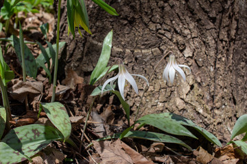 Close up view of native white trout lily wildflowers (erythronium albidum) blooming undisturbed in a woodland ravine setting