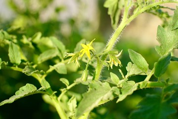 Yellow Tomato Flower