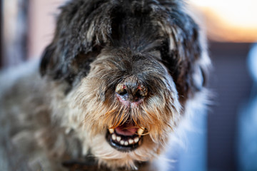 Veterinary Medicine. Dog with a sore nose, a cat scratched its nose to a schnauzer