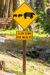 bear sign on the road in national park.