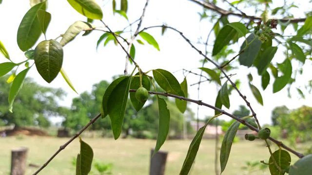 Sandalwood Santalum Album Fruit with Leaves and Stems Video
