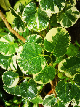 Raindrops on polyscias scutellaria leaves on blurred background