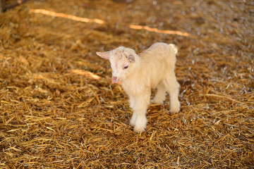 Fototapeta premium small white furry goat goatling on the eco farm,village, козленок коза пушистая маленькая на эко ферма деревня, белая.