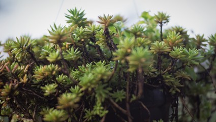 Hornworts are a group of bryophytes, or non-vascular plants, comprising the division Anthocerotophyta. The common name refers to the elongated horn-like structure, which is the sporophyte