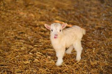 small white furry goat goatling on the eco farm,village,  showing ,tongue, козленок коза пушистая маленькая на эко ферма деревня, белая, глаза.