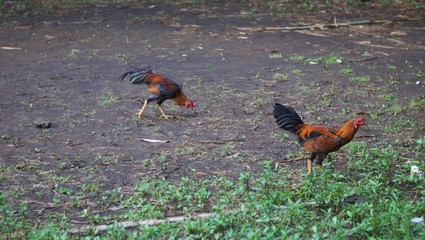 2 chickens are looking for food in a field