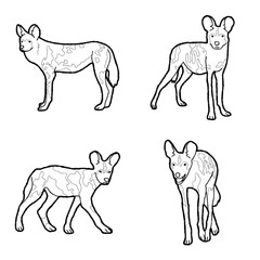 Cape Hunting Dog Vector Illustration Hand Drawn Animal Cartoon Art