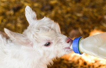 small white furry goat goatling drink milk  on the eco farm,village, козленок коза пушистая маленькая пьет молоко на эко ферма деревня