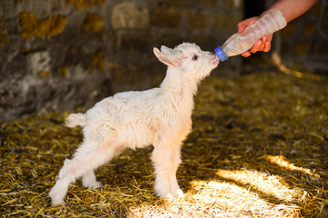 small white furry goat goatling drink milk  on the eco farm,village, козленок коза пушистая маленькая пьет молоко на эко ферма деревня
