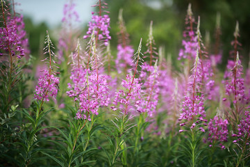 Wild flower. Little flowers on a green meadow.