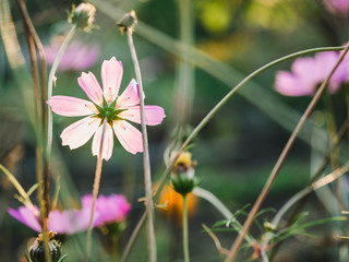 Early, bright, spring flowers on the background of young, green grass
