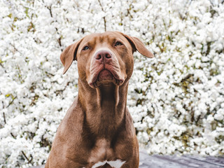 Lovable, pretty puppy of chocolate color. Close-up, indoor. Day light. Concept of care, education, obedience training, raising pets