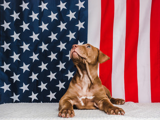 Adorable, charming puppy of chocolate color and American Flag. Close-up. No people. Studio photo,...