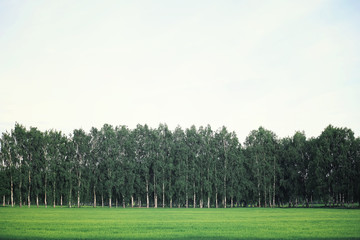 Obraz premium Bright spring greens at dawn in the forest. Nature comes to life in early spring.