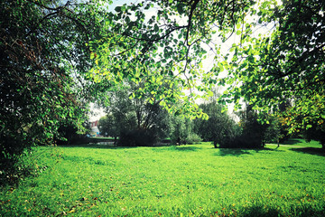 Bright spring greens at dawn in the forest. Nature comes to life in early spring.