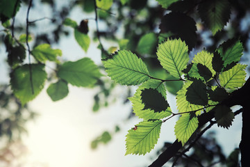 Bright spring greens at dawn in the forest. Nature comes to life in early spring.