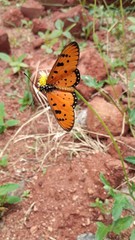 orange butterfly