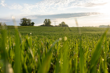 green wheat field in the morning