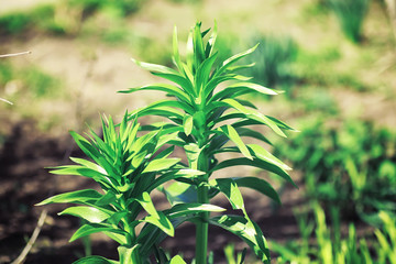 Bright spring greens at dawn in the forest. Nature comes to life in early spring.