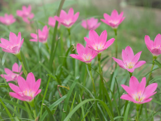 Obraz na płótnie Canvas Close-up of a pink ground lotus flower