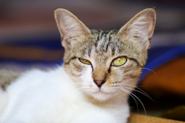 Cute cat laying down on floor