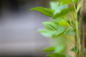 Green leaf with blurred background. Nature concept.