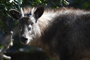 ニホンカモシカ © swgwecp