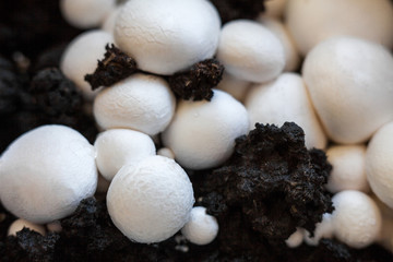 Button mushrooms in the ground