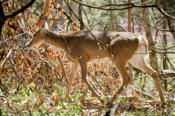 Deer