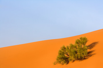Fototapeta na wymiar adventure, africa, background, beautiful, blue, chebbi, clear, color, day, desert, dry, dune, dunes, dust, egypt, erg, erg chebbi, extreme, gobi, horizon, landscape, merzouga, morocco, nature