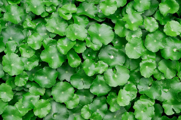 Forest green Agdrocotyle in rainy season with green background