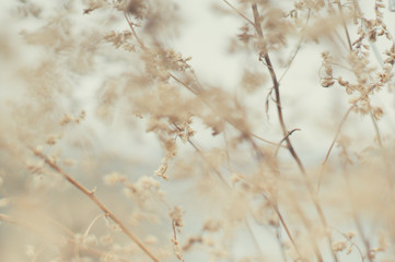 Tender Spring dry grass Macro