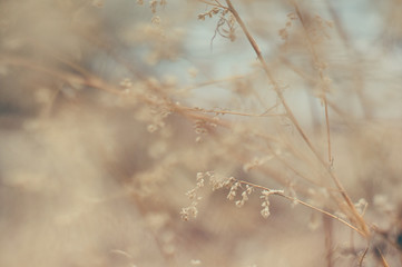 Tender Spring dry grass Macro