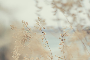 Tender Spring dry grass Macro